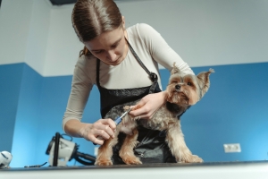 4 Most Helpful Automation Tips For Pet Grooming Businesses That No One Talks About